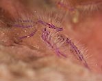 Hairy Squat Lobster