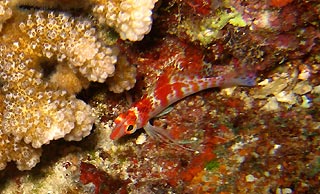 Falcon Hawkfish