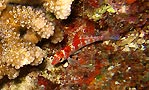 Falcon Hawkfish