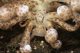 Solar Powered Nudibranch