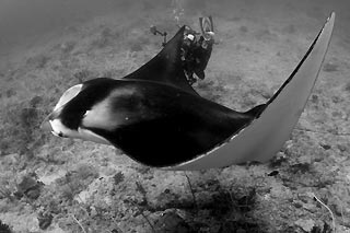 Manta Ray cleaning station