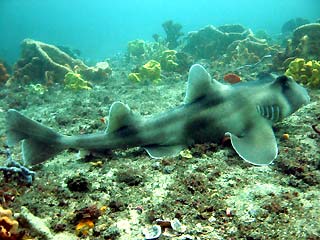 Port Jackson Shark