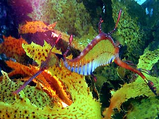 Weedy Seadragon