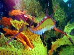 Weedy Seadragon