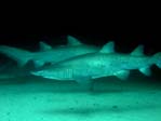 Grey Nurse Sharks