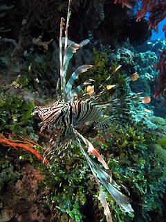 Friendly Lionfish