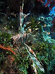 Friendly Lionfish