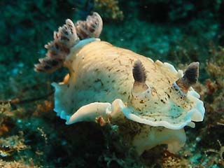 Aphelodoris varia