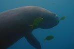 Vanuatu Dugong