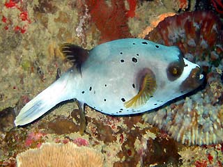 Black-spotted Pufferfish