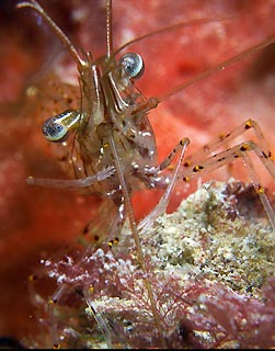 Caelum Mero with 'Take me to your leader' - Point Franklin, Victoria, Australia