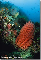 Abundant growth on one of the reefs, Bali