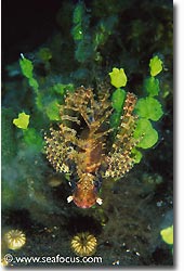 A Bearded Scorpionfish, Bali