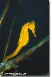 A seahorse, Bali