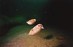 Baby Cuttlefish