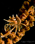 Whip Coral Companion