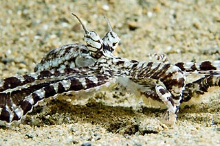 Mimic Octopus