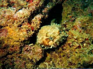 Northern Frogfish