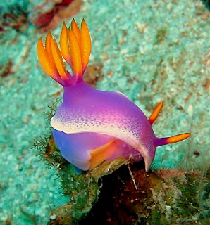 Hypselodoris bullocki