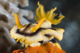 Nudibranch