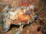 Frogfish