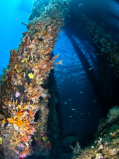 Underwater Scene