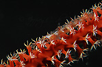 Whip Coral Goby