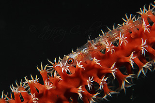 Whip Coral Goby