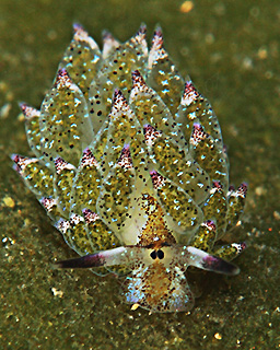 Smallest Nudi - 0.5 cm