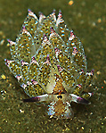 Smallest Nudi - 0.5 cm