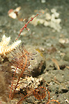 Harlequin Ghostpipefish