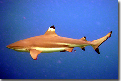 A Black-tip Reefshark. Uepi, Solomon Islands