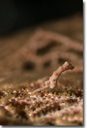 Have a look at this small, but gorgeous Pygmy Seahorse at Selayar, Sulawesi, Indonesia