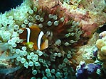 Anemonefish