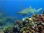 Grey Nurse Shark, Carcharias taurus