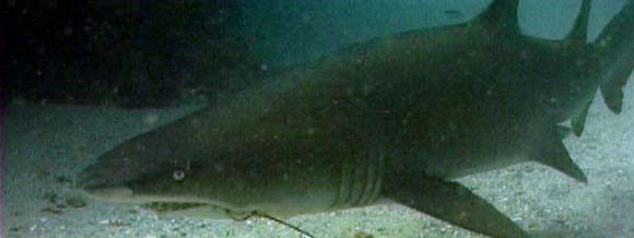 Grey Nurse SHark, Carcharias taurus