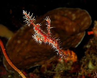 Ornate Ghostpipefish