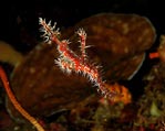 Ornate Ghostpipefish