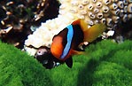 Anemonefish