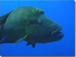 An extremely friendly Napoleon Wrasse, Palau, Micronesia