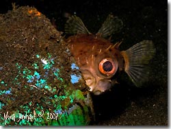 A porcupinefish playing peek-a-boo, Lembeh Strait, Sulawesi, Indonesia.