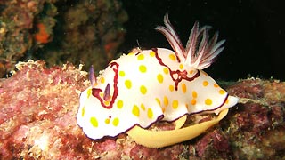 Breeding Nudi