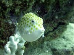 Eastern Smooth Boxfish