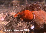 Painted Anglerfish, Antennarius pictus