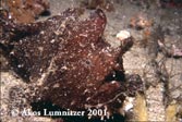 Striped Anglerfish, Antennarius striatus