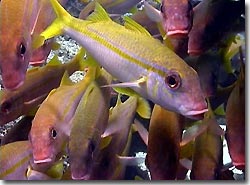 Goatfish galore, Yap, Micronesia.