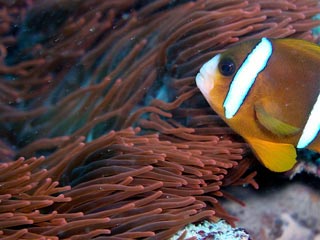 Awesome Anemone and Clownfish