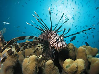 Pixie Gardens Lionfish