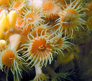 Golden Zoanthids