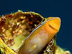 Blue-striped Fangblenny